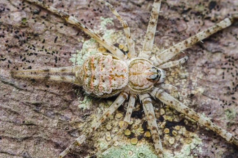 The Master of Disguise: How One Tiny Spider Outsmarted the Forest
