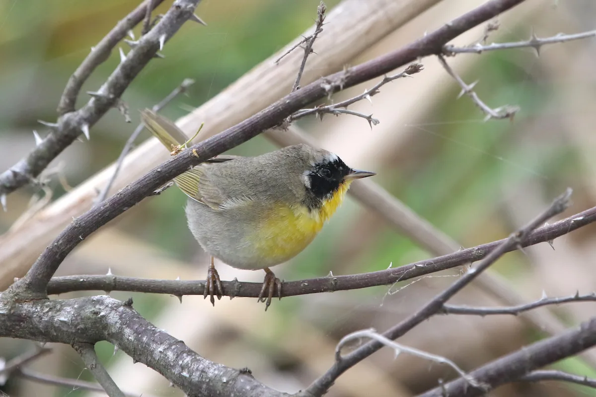 A Birthday Surprise: How A Little Bird Brought Comfort To A Tearful Woman