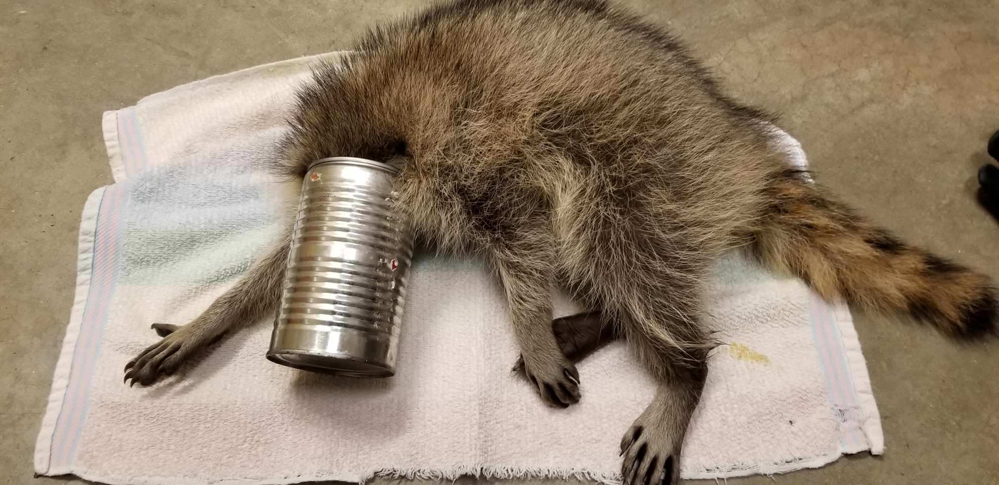 A Desperate Raccoon With a Jar Stuck on His Head Found Hope at the Right Door
