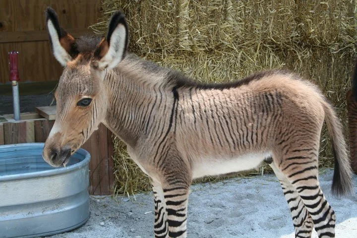 A Rare Baby Zonkey’s Journey From Auction House To Sanctuary Love
