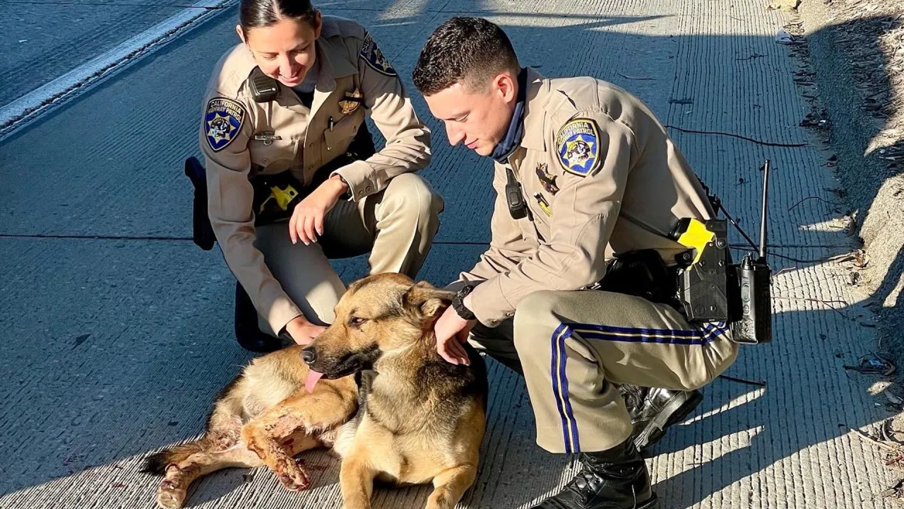 Highway Patrol Officer Saves Dog — And Gains an Unexpected Partner