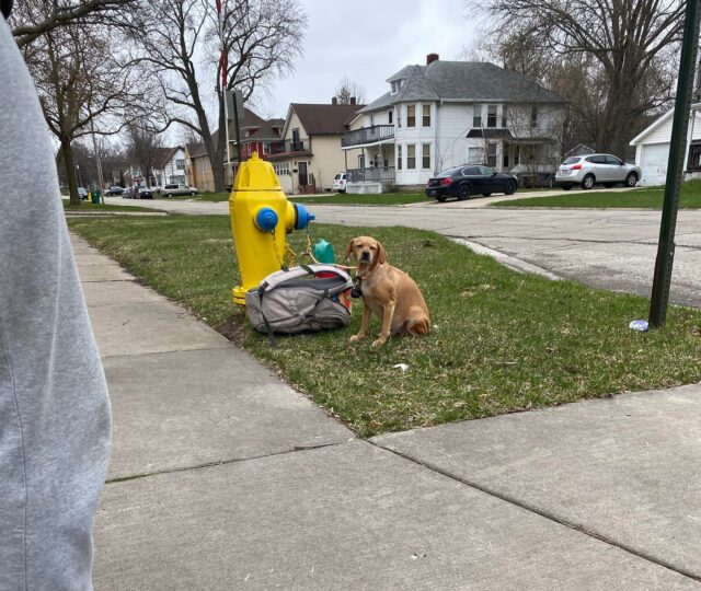 The Little Puppy Who Waited Beside a Fire Hydrant Until Kindness Found Her