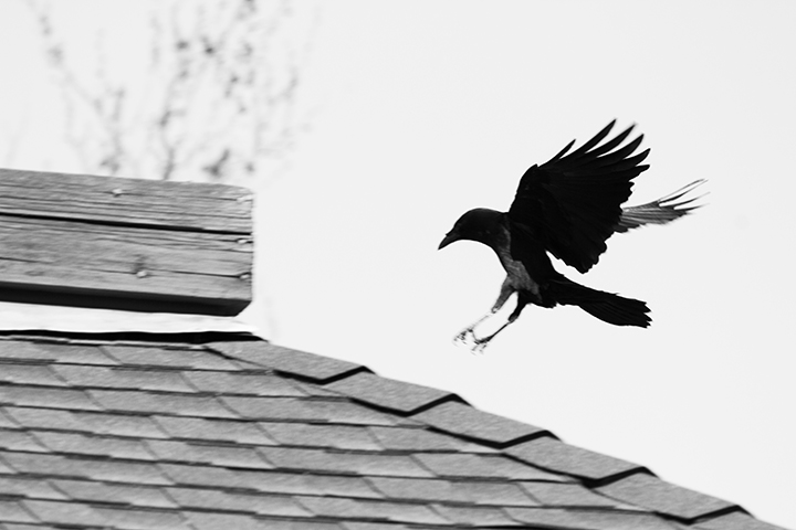 A Crow Trapped on a Rooftop Antenna Finds Freedom — Thanks to a Race Against Time