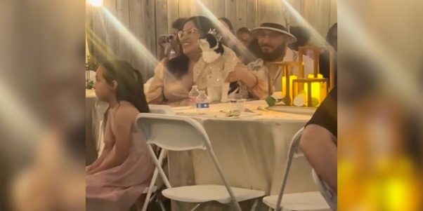 She Waited 14 Years To Throw Her Cat The Most Elaborate Quinceañera