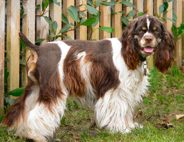 Jarvis the Cocker Spaniel: A Senior Dog’s Gift of Joy