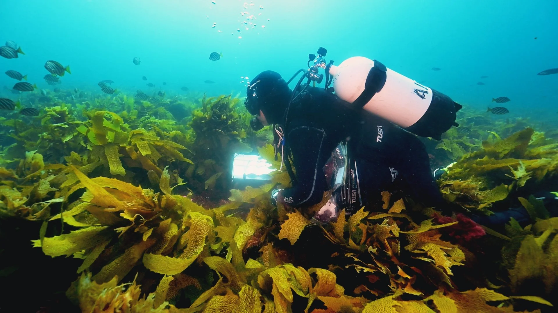 Diver Mistakes ‘Seaweed’ For Rare Animal — And Discovers Something Extraordinary