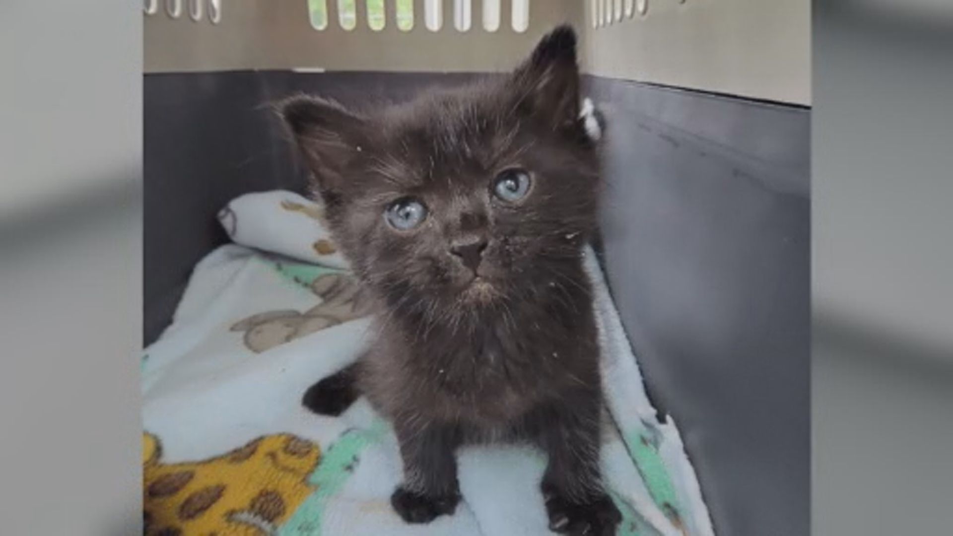 Kittens Rescued From a Fuel Drum After Days Trapped Without Escape
