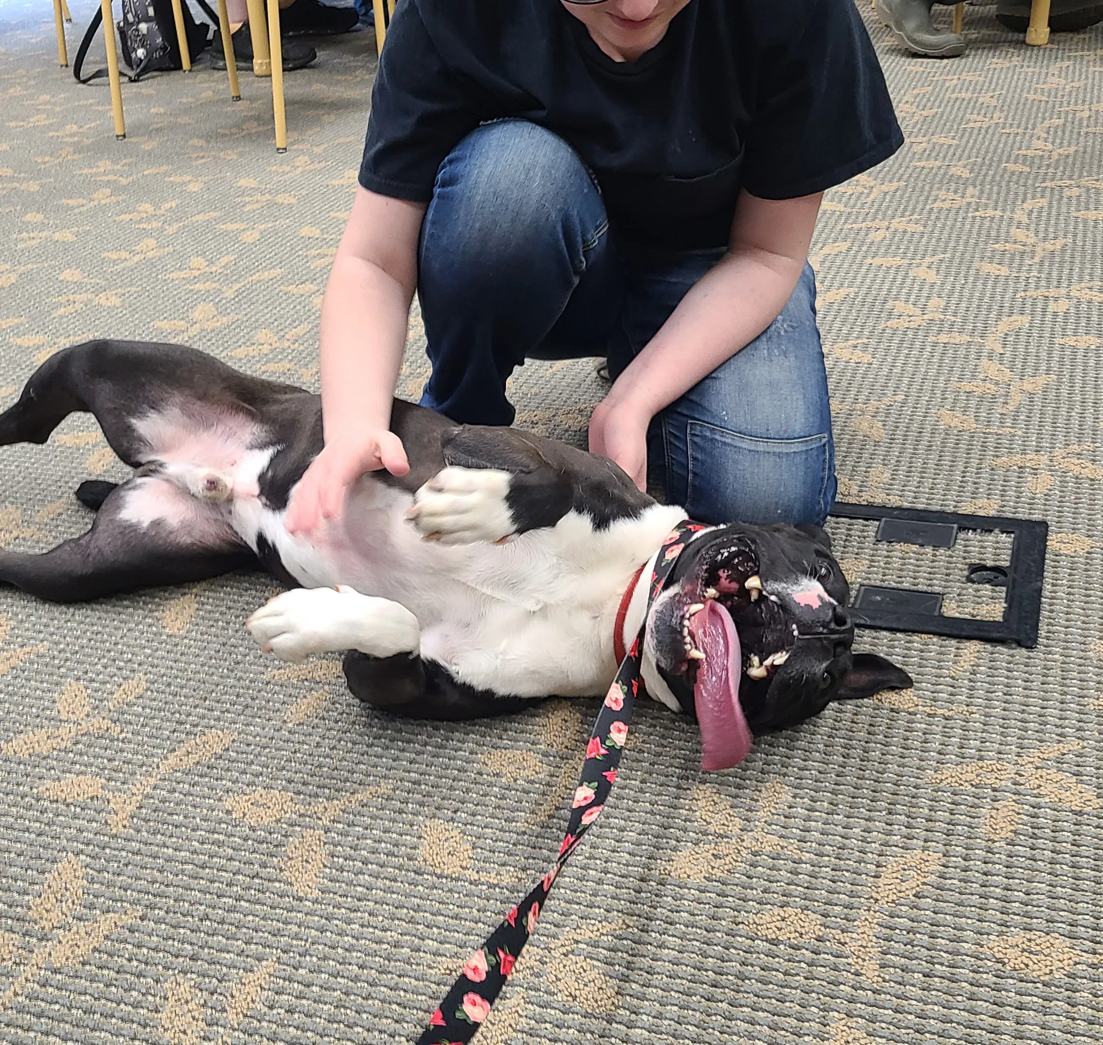 After 1,400 Days of Waiting, Elle the Shelter Dog Finally Gets the Goodbye Party of Her Dreams