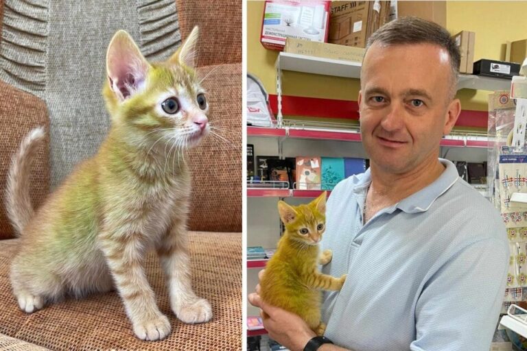 Man Adopts a Kitten With Green-Tinted Fur — Calls Him a “Miracle of Nature”