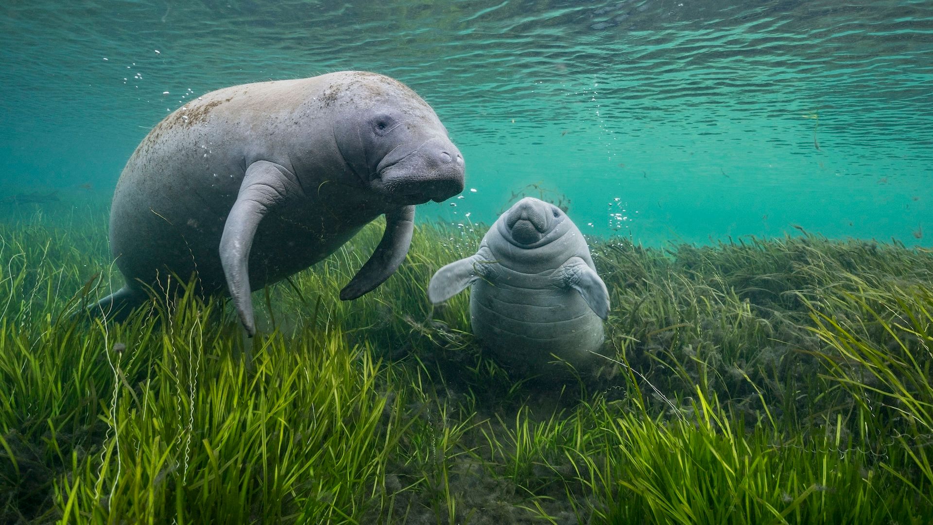 A Mother’s Love Beneath the Waves: Tender Moment Between Wild Manatee Mom and Baby Captured on Camera