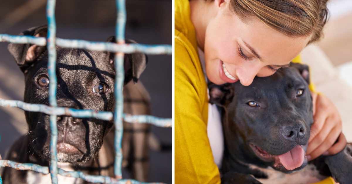 Mr. Snufflufugus: The Shelter Dog Who Gives Hugs Instead of Handshakes