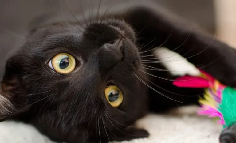 Kittens Ignored At Adoption Event Don’t Realize They’re ‘Different’