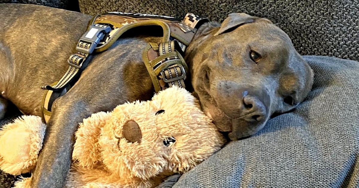 Bruno The Brave: The One-Eared Shelter Dog Who Found Love — And Made His Toy Look Just Like Him