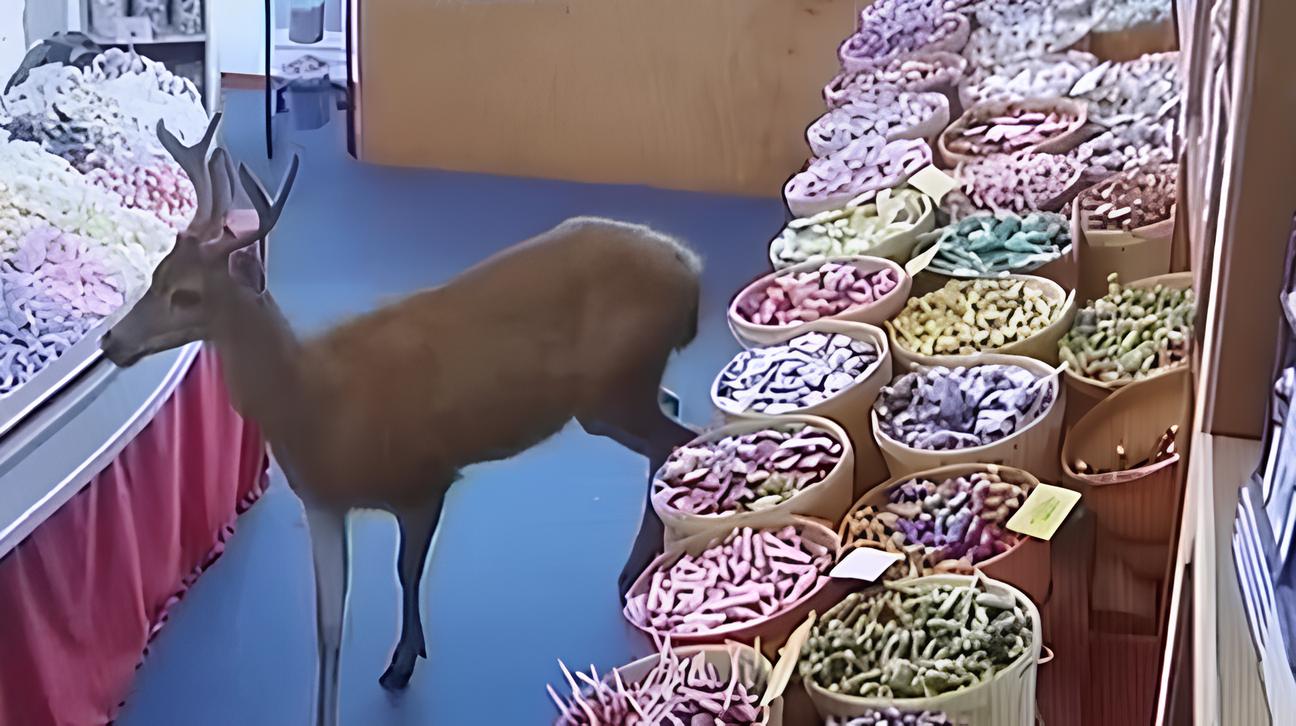 A Candy Store Owner Couldn’t Believe Who Walked Through Her Door