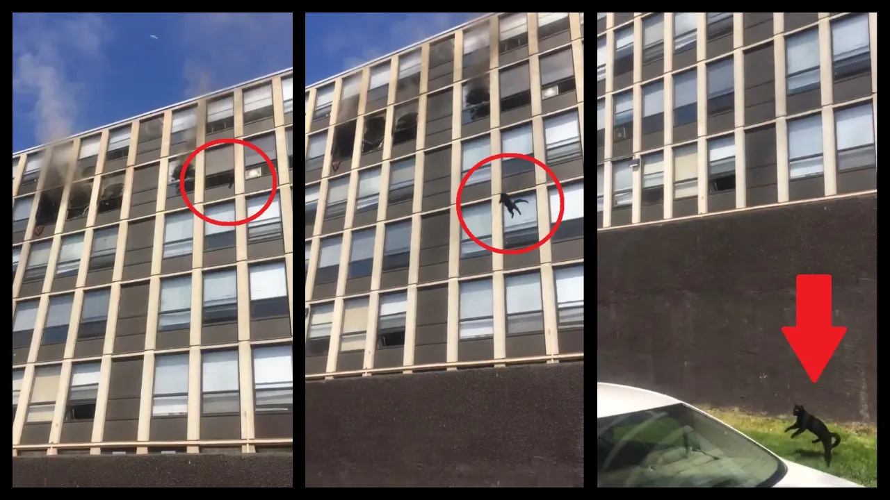 Chicago Cat Leaps From Burning Building And Shocks Everyone With His Brave Escape