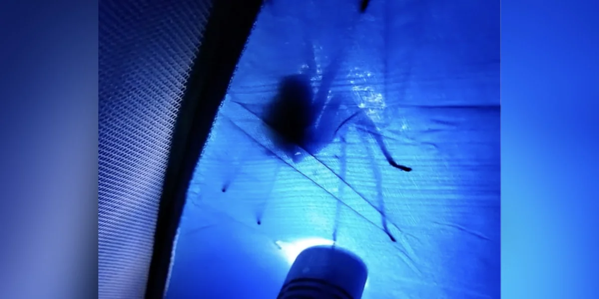 Camper Wakes To Find Giant Spider Waiting Outside His Tent — And Handles It Like a Pro