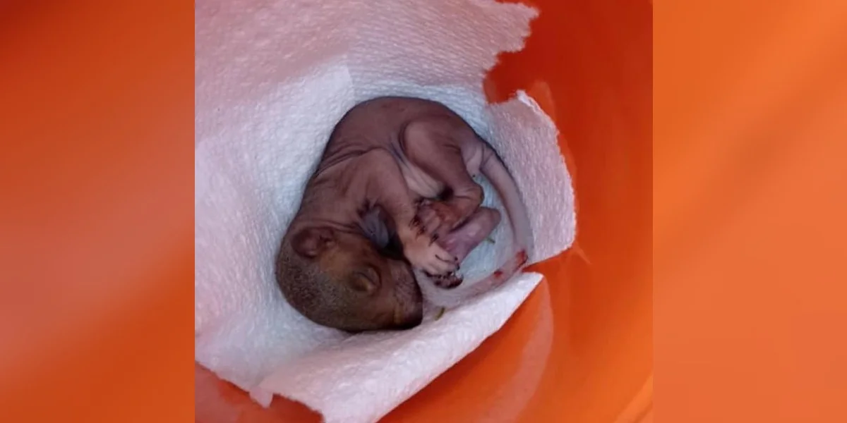 Woman Finds Tiny, Pink Baby In Her Yard — Then Holds Her Breath For A Miracle