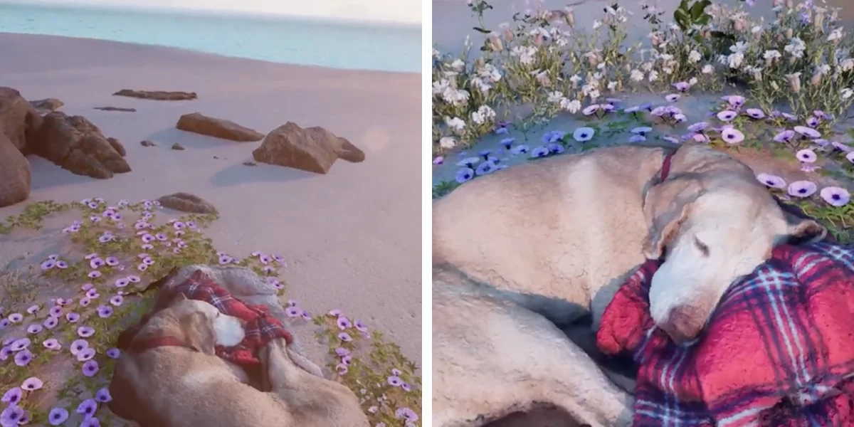 A Man Creates a Virtual Beach to Reunite With the Dog He Couldn’t Let Go Of