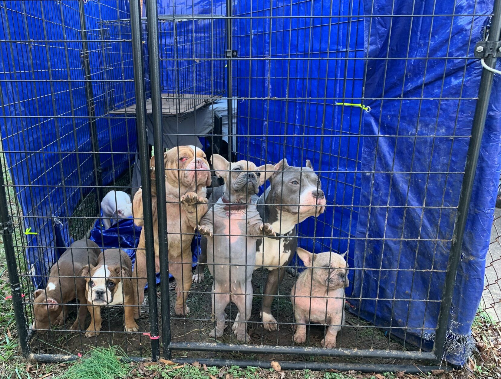 Seven Dogs Left in a Tiny Cage Find Hope Thanks to a Stranger’s Kindness