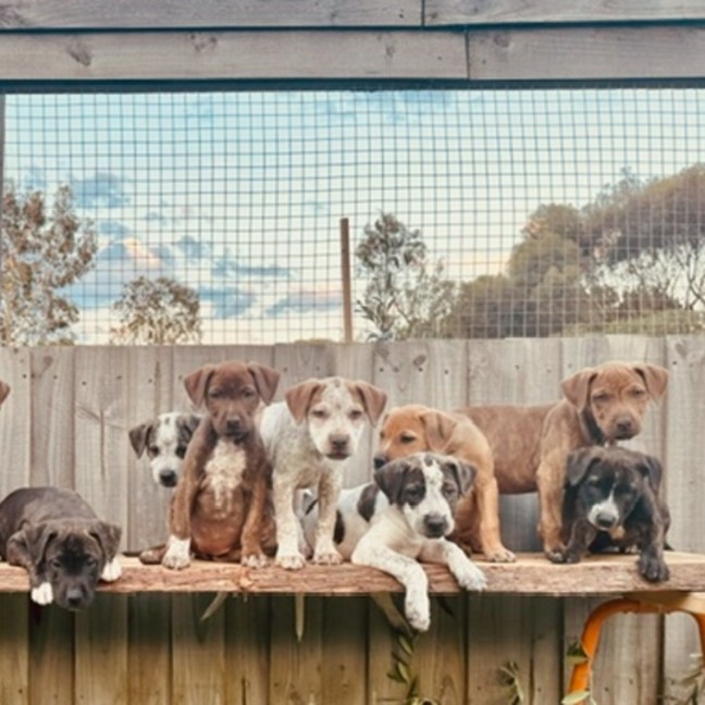 Thirty Tiny Lives in a Box: The Heartbreaking Rescue That Turned Into Hope