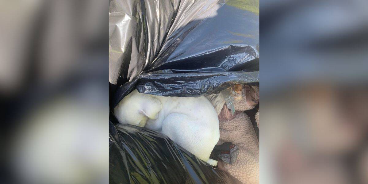 From Trash to Treasure: Cleanup Crew Rescues a Puppy Hidden Among the Garbage