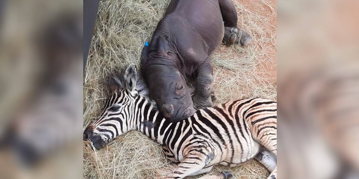 An Orphaned Rhino Finds Healing In The Embrace Of A Baby Zebra