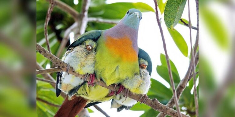 A Rainbow Pigeon Does Exist — And He’s Absolutely Magical