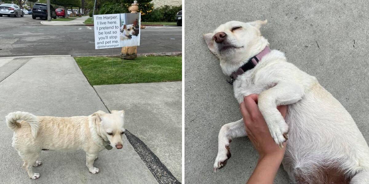 Harper the Clever Dog Who Pretends to Be Lost for Love
