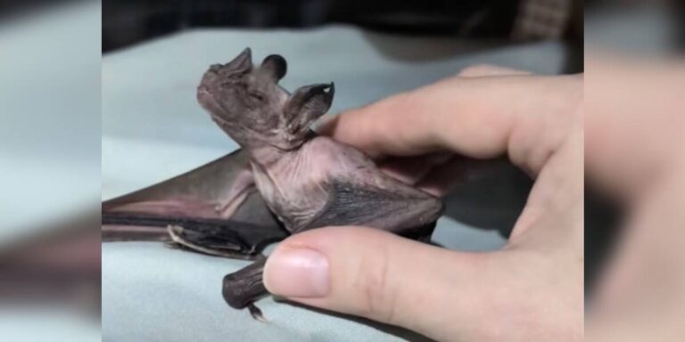 Raisin the Fruit Bat: From Lab Life to Living Her Best Retirement