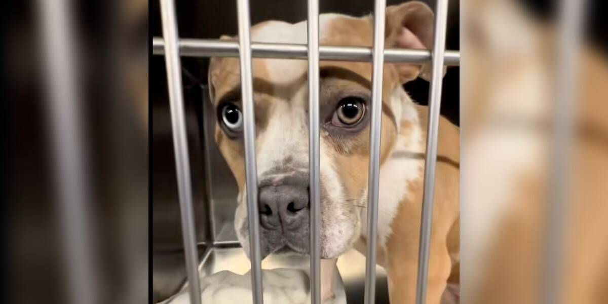 Overlooked Shelter Pup Thought She Was Going Home — But Her Adopter Never Came