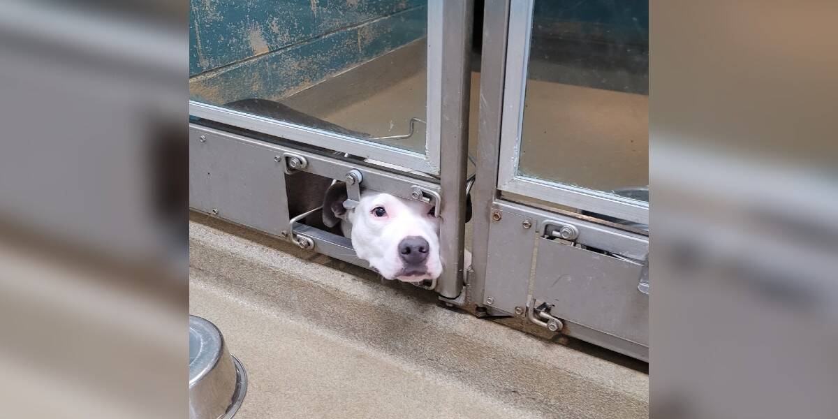 Dog Pokes Face Out Of Shelter Kennel So She Can Watch Her Friends Get Adopted