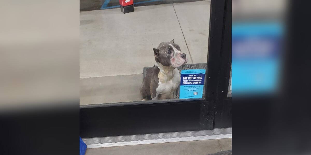 The Day Hope Walked Through the Dollar Store Doors: A Mama Dog’s Silent Plea for Help