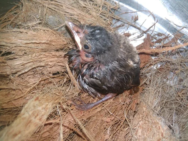 The Smiling “Baby Bird” That Wasn’t a Bird at All