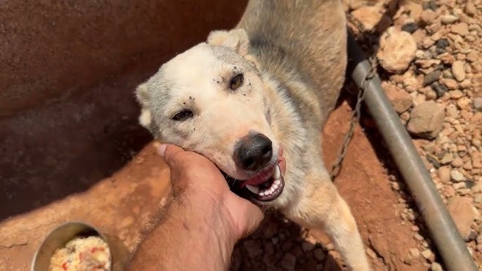 A Mother’s Desert Struggle: How Sandy Dug Hope From the Heat to Save Her Puppies