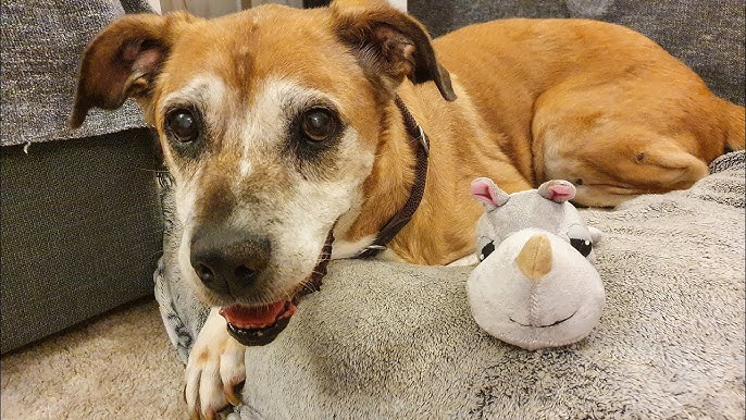 From Fear to Hope: How a Senior Dog Named Lenore Found the Courage to Show Her Face