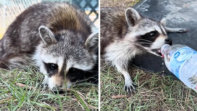 Lucky Legs: The Midnight Raccoon Rescue That Left a Driver Stunned