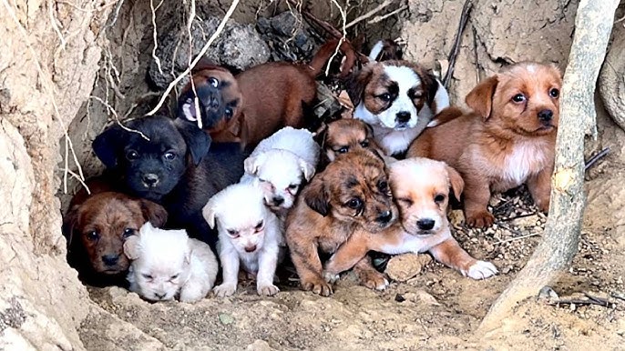 From Fear to Hope: 12 Abandoned Puppies Rescued After Being Left on a Busy Road