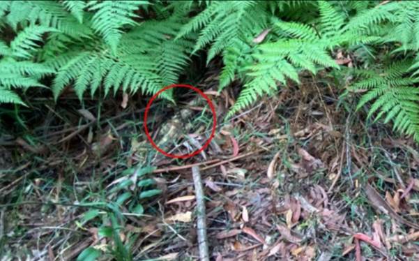 No One Can Spot The Snake Hiding In This Family’s Backyard
