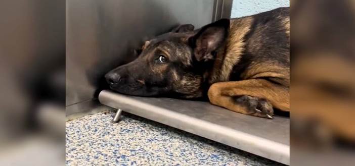 From Broken Spirit to Wagging Tail: How a Rescue Dog Learned to Walk Again Through Friendship