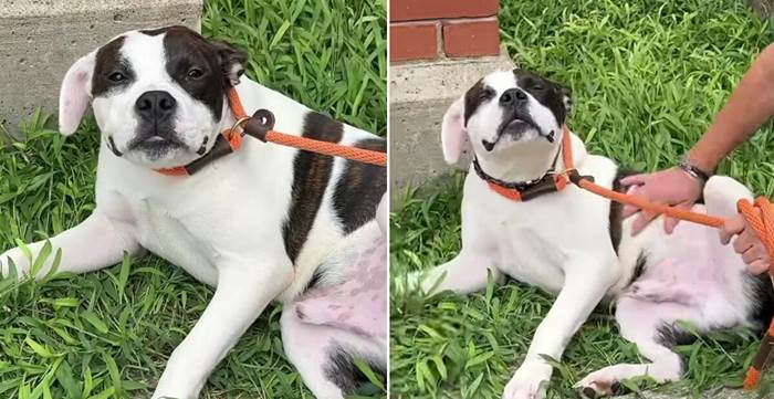 From Stop Sign to Safe Haven: How One Belly Rub Changed Campbell’s Life