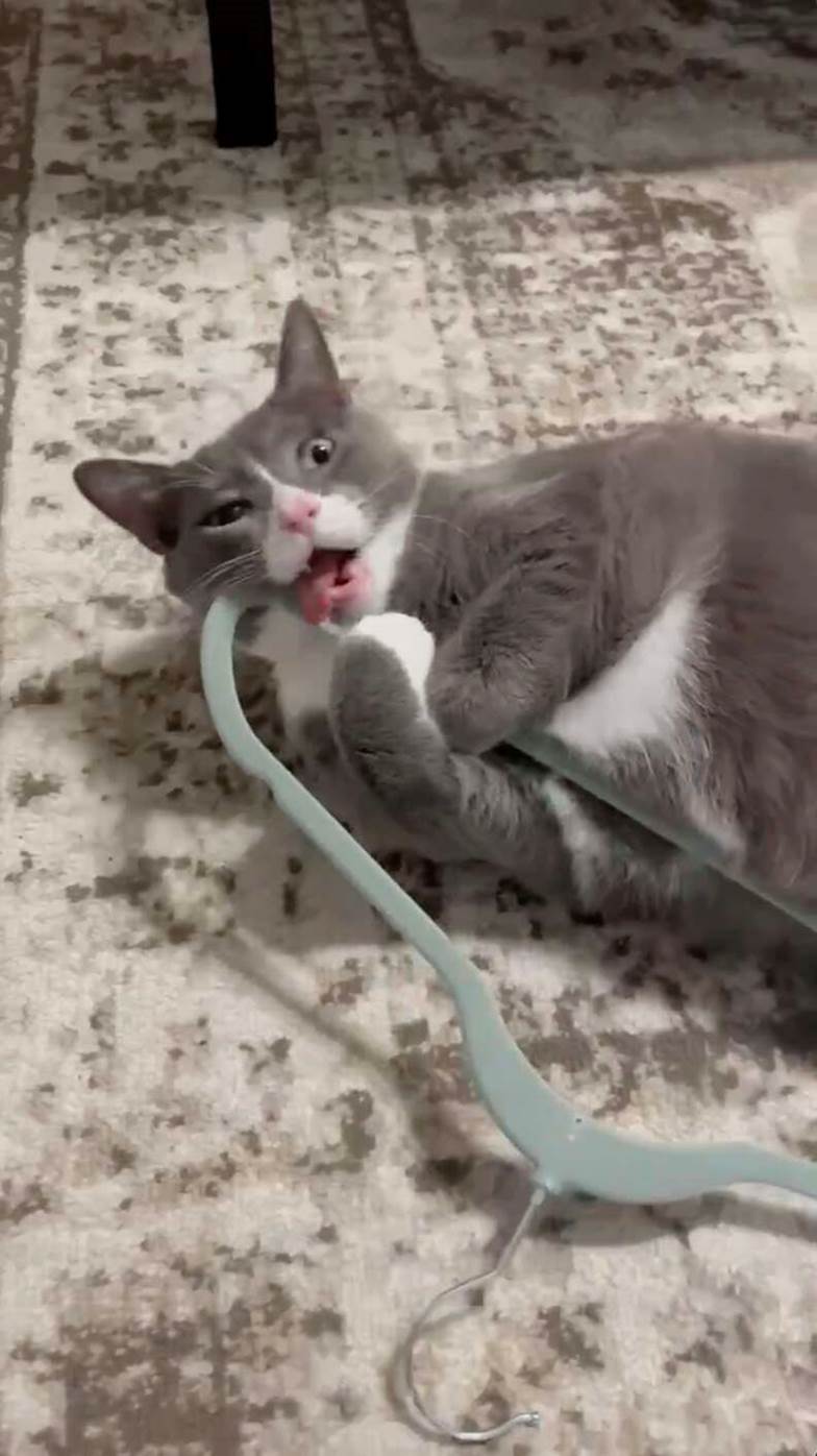 Chico’s Christmas Miracle: The Cat Who Can’t Live Without His Velvet Hanger