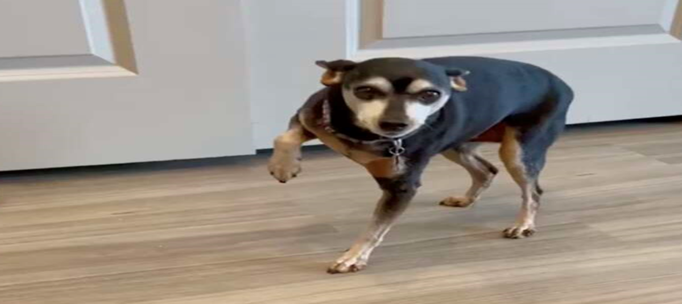 Clever Dog Fakes Limp for Treats — Until His Plan Backfires