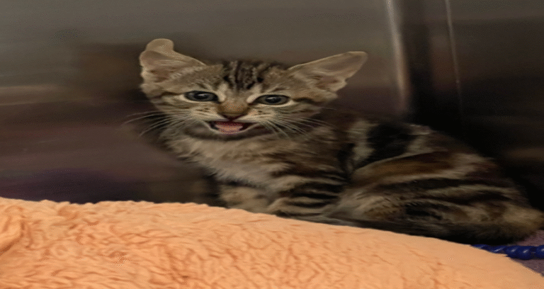 From Rubble to Rescue: The Kitten Cries That Saved a Family