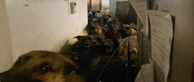 40 Belgian Malinois Rescued From NYC Apartment After Life in Confinement