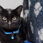 A Cat’s Collar Revealed A Valentine’s Day Proposal That Changed Everything