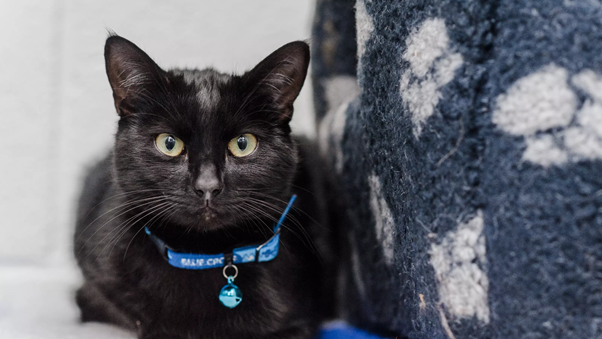 A Cat’s Collar Revealed A Valentine’s Day Proposal That Changed Everything