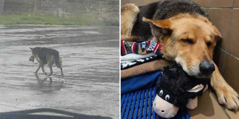 Nikki and Her Stuffed Toy: A Heartbroken Dog’s Journey to Hope and Healing