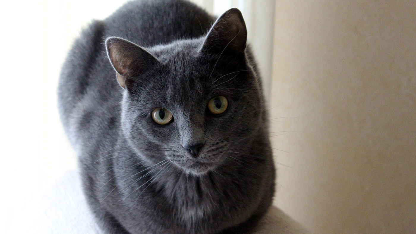 Abandoned But Priceless: The Story of Puma the Park Cat