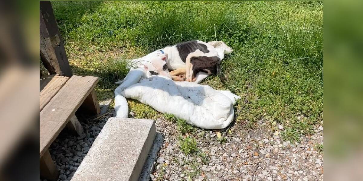 Man On Way To Work Finds Skeletal Puppy Tied To His Bus Stop