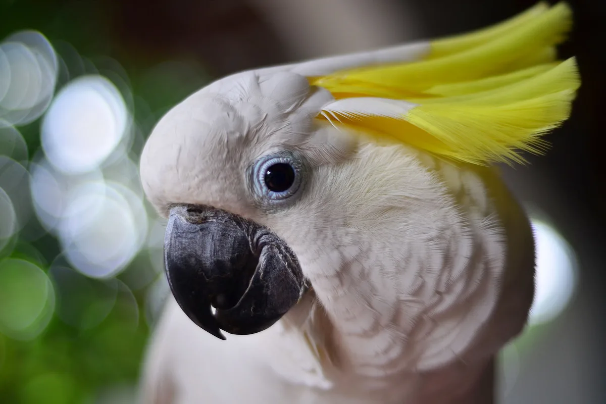 Tilly the Cockatoo: Finding Joy in the Rhythm of the ’80s